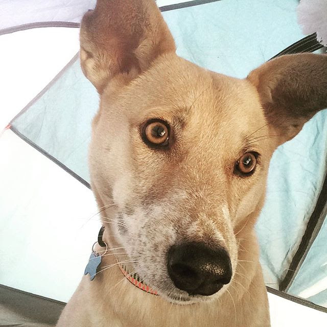 1662573_1692669610970040_1793507066_n